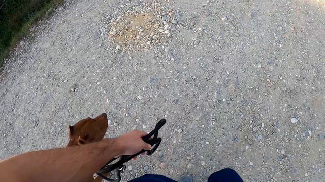 Аяврик рычит на Спайка !!! Колобок напал на Мусу! Дворняжка против питбуля! Архив за 12 октября 202 смотреть онлайн