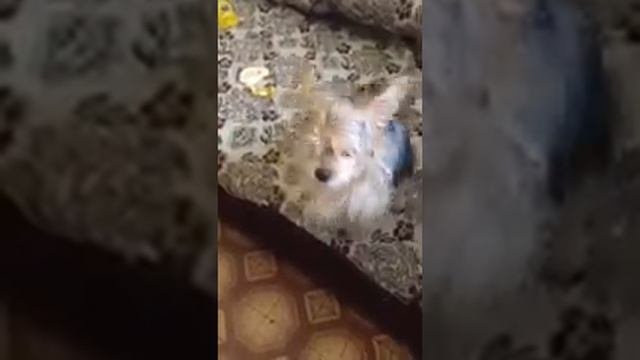 Понимающая собака, собака разговаривает с человеком