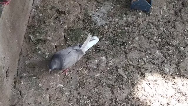 Порода голубей Кудул и Белохвостые смотреть онлайн