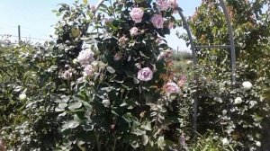 зацвели арки плетистых роз, питомник Полины Козловой, rozarium.biz