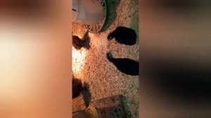 Выращиваем цыплят 3 выпуск.Австралорпам 1 месяц.