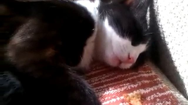 Кот, жующий во сне.... смотреть онлайн