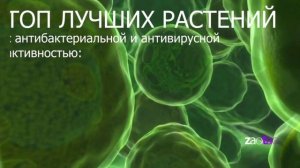 ФИТОНЦИДЫ РАСТЕНИЙ очищают воздух от токсичных веществ...