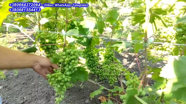 Нормування кущів гронами винограду 2023