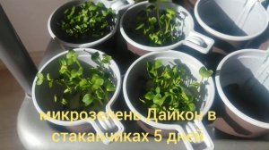 микрозелень Дайкон выращивание эксперимент  4 способа: ватный диск нетканая  бумажная салфетка грун