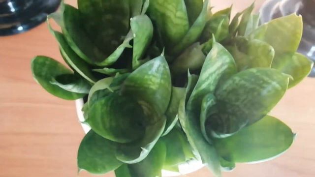 Показываю перестановку). Цветы. Семена. Жду гостей✌️. смотреть онлайн