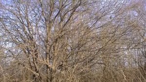 Осенняя ракита!