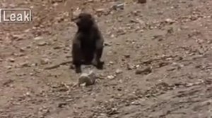 baboons
