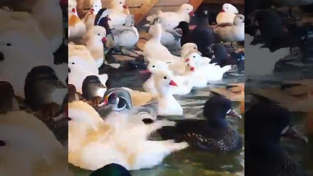 Декоративные утка ??? смотреть онлайн