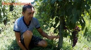 Виноград Тюльпан 2019г