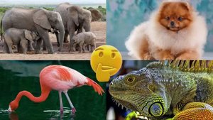 Развивающее видео для детей про животных | Угадай, где правильный ответ! | Выпуск 19