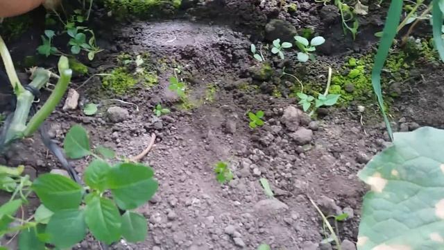 Кальциевая селитра для огурца: когда и сколько вносить