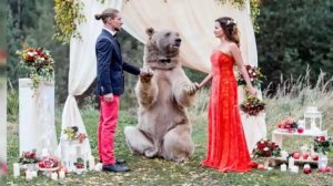 Медвежья услуга