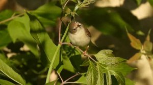 Шэрая леска ў лісці: Гродна 06-2020 by DzVincheuski