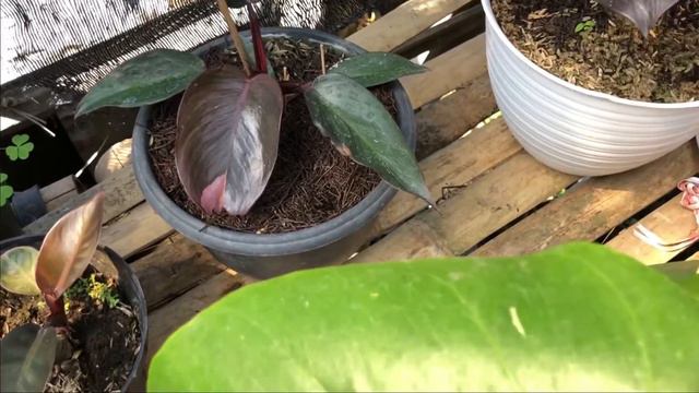 Harga Tanaman Hias Philodendron Pink Princess Termahal Di Toko Bunga Ini смотреть онлайн