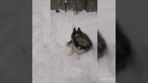 Зима и хаски.