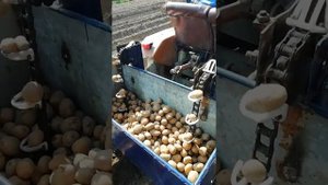 Самодельная картофелесажалка. В низу описание как делал с фото.