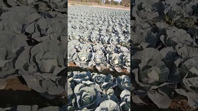 cabbage farm