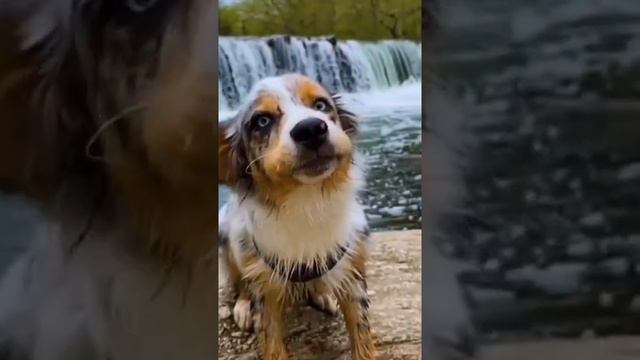 Австралийская овчарка (Аусси) смотреть онлайн