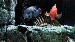 Мой аквариум - лето 2023