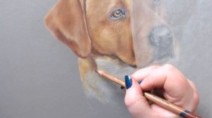 Drawing Fox Red Labrador Live with coloured pencils