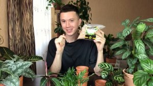 Пересадка Комнатных Растений » Строманта, Драцена, Хамедорея » Растения из Ашана