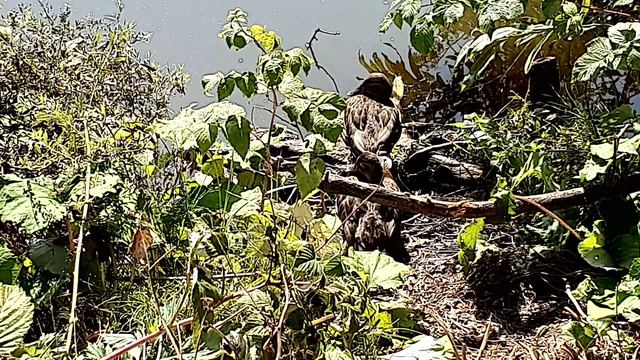 Утки отдыхают на берегу пруда