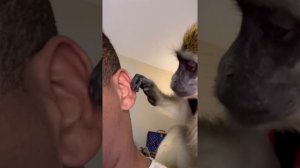 ASMR Monkey Grooming Soothing Oddly Satisfying Pimple Popping therapy (Long Version)