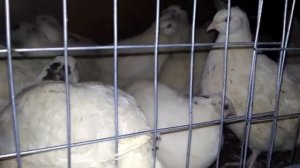 ОНИ ЗАНЕСЛИСЬ!Перепела ТЕХАСЫ,ПЕРВОЕ ЯЙЦО!!!44-й день