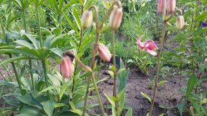 Лилии Мартагоны расцветают.  Сорта Арабиан Найт и  Санни Морнинг.  Конец июня 2021 год.