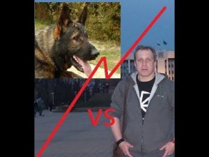 Тест №19. БОЙ ПРОТИВ НЕМЕЦКОЙ ОВЧАРКИ