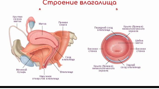 Передняя стенка матки. Строение женских.половых органов внешнее строение. Передняя стенка матки это где.