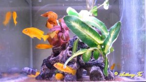 African Cichlids Pseudotropheus saulosi - HD