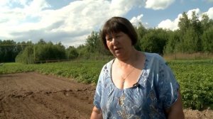 Как вырастить картофель без крахмала