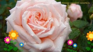 Роза чайно-гибридная Елена. Краткий обзор, описание характеристик, где купить саженцы Elena