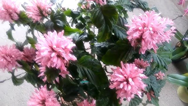 Mi Planta de flamingo смотреть онлайн