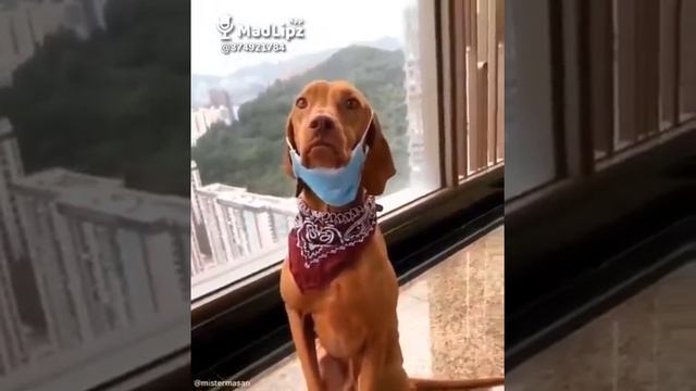 Собаки надевают маски тоже смотреть онлайн