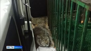 Молодую рысь отловили из подвала многоэтажки в Иркутске