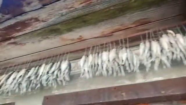 Вяленная,сушка рыбы, вобла  открытым способом.