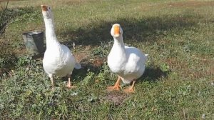 нападение гуся)))