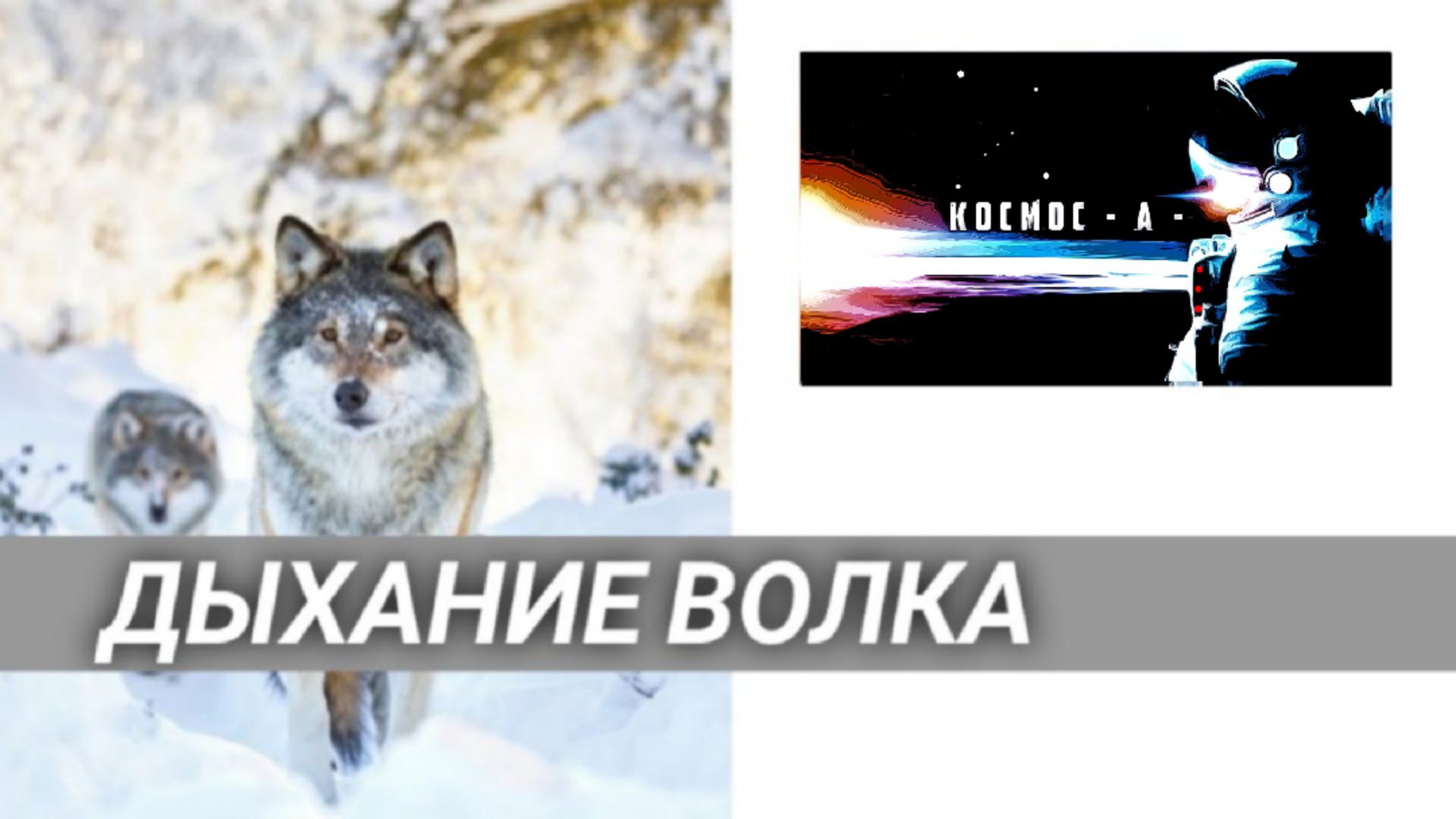 Дыхание волка. Как дышат волки. Органы дыхания волка. Легкие дыхательные у волка.