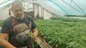 НЕМЕДЛЕННО УБЕРИТЕ ТАКИЕ ПОМИДОРЫ С ТЕПЛИЦЫ ВИРУС НА РАССАДЕ!!!