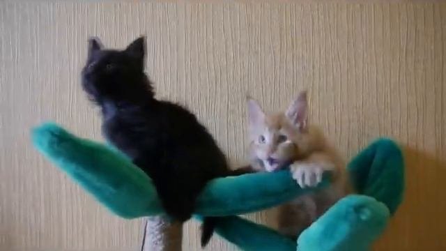 котята мейн кун