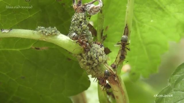 Formica cinerea и колония тли.2018.06.18 смотреть онлайн