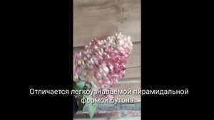 Саженцы гортензий в продаже. Пинки Промис отличительные черты Pinky Promise.
