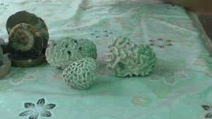 Аммониты Кавказа.