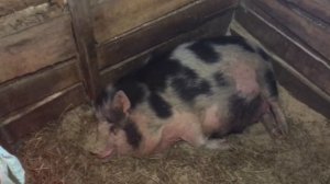 Опорос вьетнамской свиньи. Свинья поросится.Признаки приближающегося опороса.Опорос свиноматки