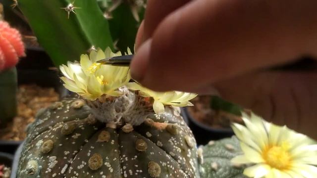 Astrophytum Asteria Cactus Flower - Easily Pollinate Asteria Cactus смотреть онлайн