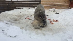 Как часто кормить сторожевых собак