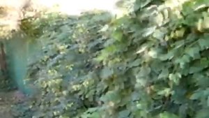 Забор из хмеля. Экологический ))